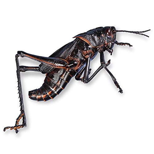 Carolina's Perfect Solution® Grasshoppers, Plain, Jar of 10