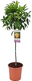 Mandarino Natural Citrus Reticulata Árbol Frutal para tu Jardín
