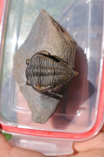Image of Trilobite Nice Zlichovaspis Trilobite Fossil Trilobites Rock Trilobite Fossils from Morocco Devonian Fossil A255