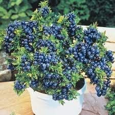 PB HONEY PRIYA PLaNTS Dwarf Blueberry Fruit Live Plant 1 Healthy Live Plant (B0CC9JNCTD) Amazon Price History, Amazon Price Tracker