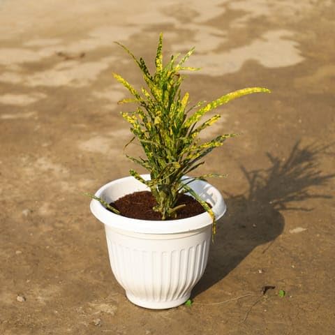 NATURE GARDEN Bedroom Plants Chironji Croton in 8 Inch Plant White Plastic Pot-image-31