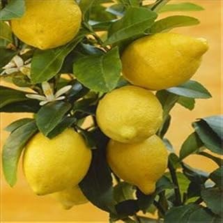Red: Sale!Hot Promotion 5 Types, 50 Pieces/Package, Lemon Seeds Indoor, Outdoor, Bonsai Seeds Edible Green Lemon Seeds, Organic Fruit Look: Only Seeds