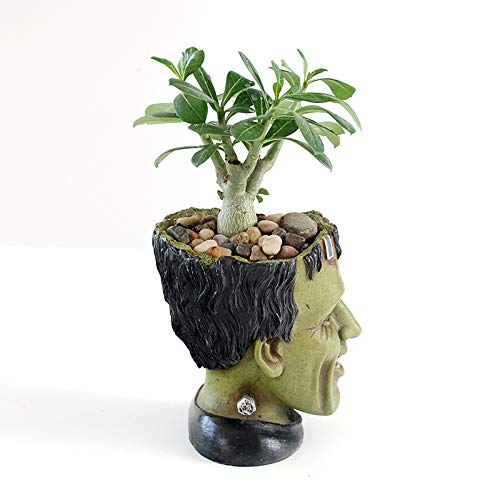 Vampire Succulent Plants Holder - Image 6