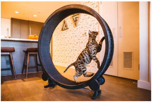 cat running wheel
