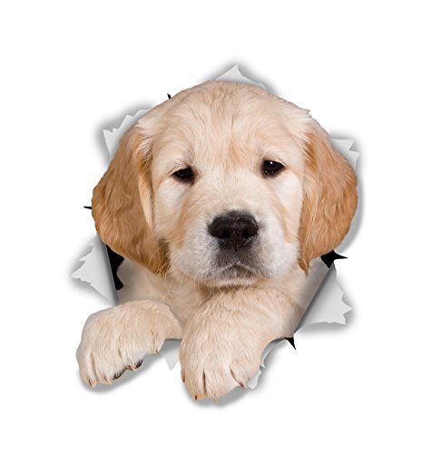 Winston & Bear 3D Dog Stickers - 2 Pack - Golden Retriever Puppy Stickers for Wall, Fridge, Toilet, Room - Retail Packaged Golden Retriever Dog Wall Decals