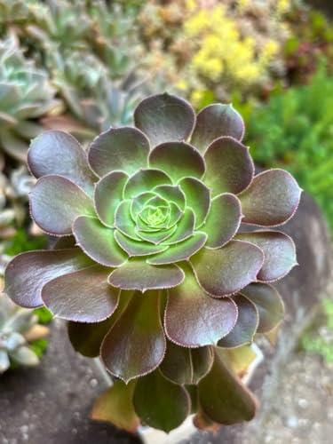 観葉植物 アエオニウム」の人気商品一覧 | 安い商品を通販サイトから