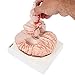 Axis Scientific Deluxe 8-Part Human Brain Model with Arteries | Shows Major Lobes and 41 Anatomical Features of The Human Brain | Includes Base and Detailed Full-Color Product Manual