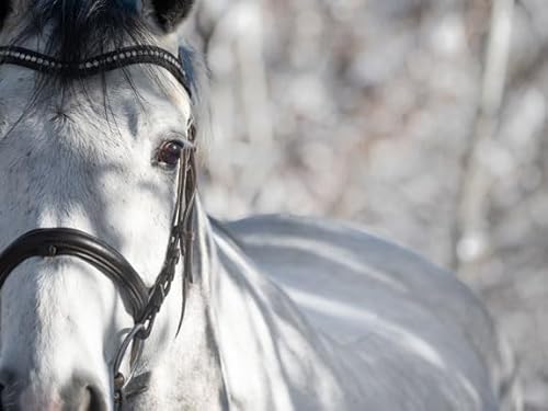 Navalis GastroCare | 1 l | Ergänzungsfuttermittel für Pferde und Equiden zur Unterstützung eines empfindlichen Magens und eines gesunden pH-Werts im Magen | ADMR-konform