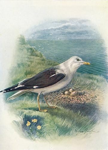 Cuadro de gaviota Larus Fuscus de 60x90cm para dar vida a las paredes vacias de casa