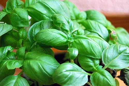 best basil seeds