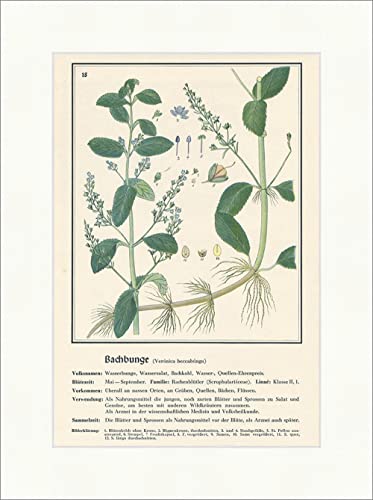 Biller Antik Bachbunge Veronica Beccabunga Ensalada de agua Repollo de Bach Plantas medicinales Hierbas medicinales 067