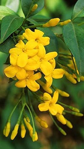 Image of Live Chameli Bel Plant with Pot | Jasmine Climbing Vine Plant | Fragrant Outdoor Flowering Creeper for Home Garden Balcony Terrace
