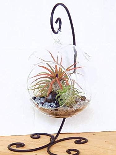 Air Plant Terrarium Kit with 2 Tillandsia Air Plants, Black and Silver Rocks and Black Metal Stand / 5" Round Glass