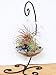 Air Plant Terrarium Kit with 2 Tillandsia Air Plants, Black and Silver Rocks and Black Metal Stand / 5" Round Glass