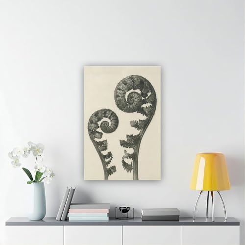 Impression sur toile Plantstudie 5 Karl Blossfeldt cadre déco mural 20x30 cm - 6