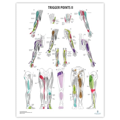 The Muscular System Deep Layers, Back Laminated Anatomy Chart