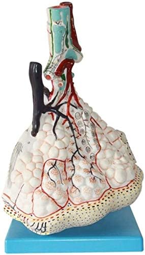 ヒト肺胞拡大解剖モデル呼吸システムモデル医学