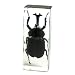 REALBUG Rhinoceros Beetle Paperweight (4.4x1.6x1.1)
