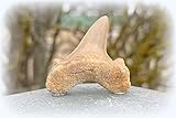 Lamna Otodus Fossil Shark Tooth