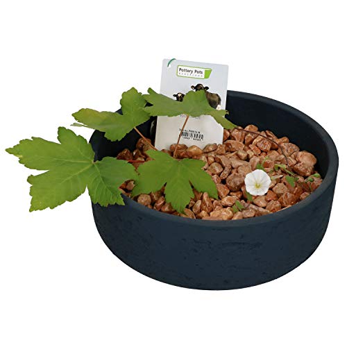 Pottery Pots Ethan Dekoschale Blau, Größe S, handgefertigte Schale aus Glasfaser, Stein u. Beton, Deko für Drinnen & Draußen, wetterfest