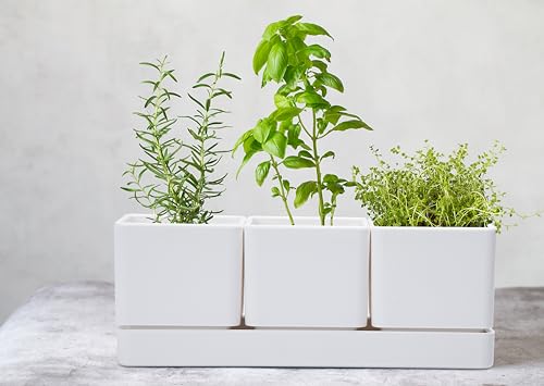 D'Vine Dev Herb Garden Planter Set thumb #6