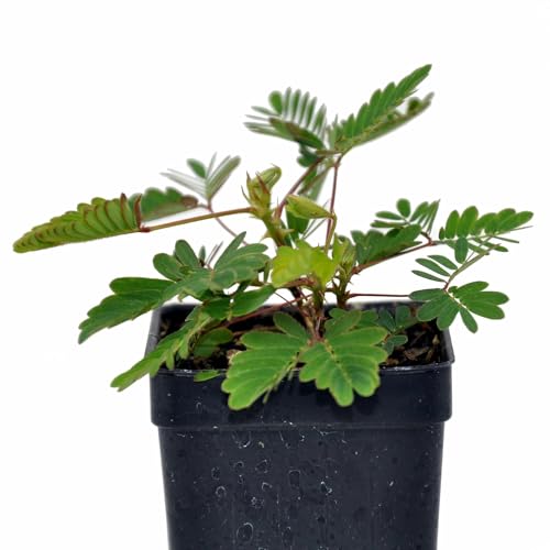 Mimosa pudica, Sensitive Plant, Touch-Me-Not, Mimosa Plant, Houseplant, Live Perennial Mimosa Tree with Action Oriented and Moving Foliage Sensitive to Touch, ContainerSize: 3" (2.6x3.5)