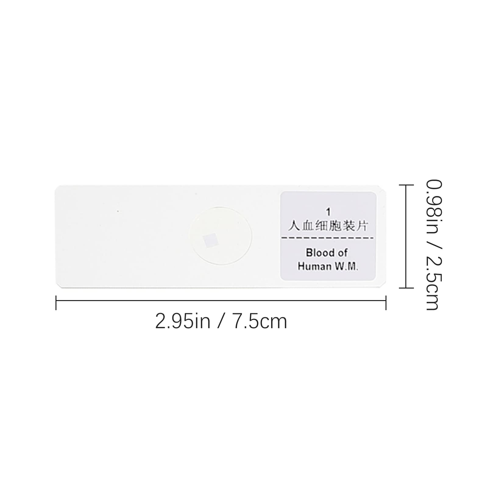 CHILDWEET 1 Set Glass Slide Micrometer Slide Biology Specimen Sample Zoa Sample Slides for Microscope Stereo Microscope Slide Microscope Slides Microscope for Object Slides Animals