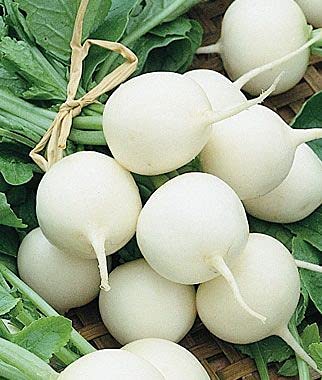 Golden Hills Farm Hybrid Radish white Round Vegetable Seeds500+ seeds (B09621XDVM) Amazon Price History, Amazon Price Tracker
