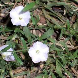 See full amazon price history chart for Plants Point Clitoria Ternatea Shankhpushpi Live Plant with Pot Plants Point Clitoria Ternatea Shankhpushpi Live Plant with Pot (B081NRDPCD) Amazon Price History, Amazon Price Tracker