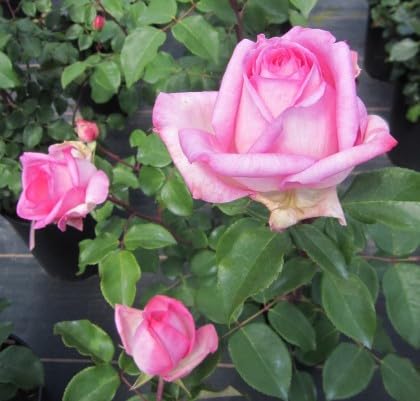 Rosa Beverly ® - Edelrose Beverly ® - Kordes Rose