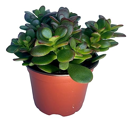 Comparison: Best Pot For Jade Plant 11 Jade Plant - Crassula - Easy to Grow - Hard to Kill - Cactus - 4" Pot- Living Succulant, Succulents Plant Live, Succulent Plants Fully Rooted, Houseplant for Home Office Decor