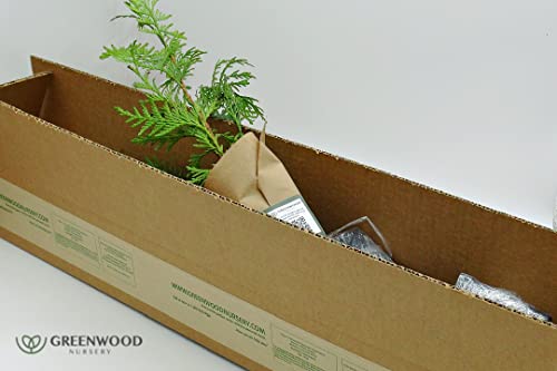 Greenwood Nursery/Live Trees - Green Giant Arborvitae Tree + Thuja Standishii X Plicata - [Qty: 1X 2.5" Pot] - (Click For More Options/Quantities) #TOP2