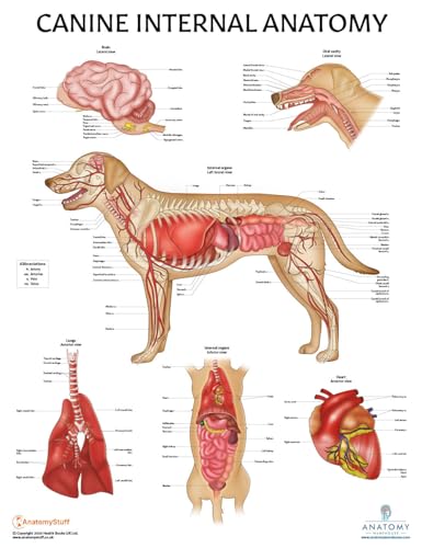 Image of 3 PACK Canine Muscular and Skeletal Systems with Internal Organ Anatomy Poster Set, LAMINATED, Veterinary Anatomy Physiology, 17.3 x 22.5 Inches, Anatomical Diagram for Education Learning and Students