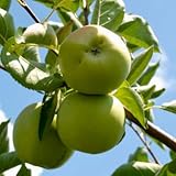 MUTSU Apple Tree - 2 Year Old