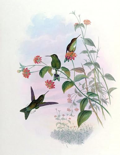 Cuadro pintura murales decor animal Eriocnemis Aline John Gould 60x90