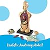 Learning Resources Modelo Anatómico Cuerpo Humano, Ages 8+, Maqueta de Anatomía Infantil con 31 Piezas, Aprendizaje Práctico sobre Órganos y Sistemas del Cuerpo, Incluye Guía Educativa y Soporte #1