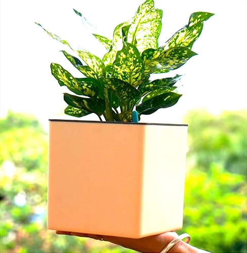 Image of Indian Discovery Self Watering Tabletop Planter| Flower Pots for Home, Terrace, Balcony, Vertical Garden Decor Flower Pots(1 PC, Peach, Square) |6 Inch UV-Resistant Plastic Plant Pots