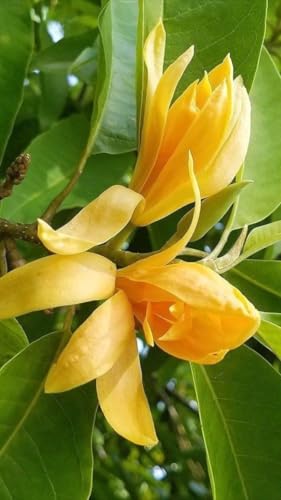 All-Time Blooming Golden Swarna Champa Hybrid Live Flower Plant |...