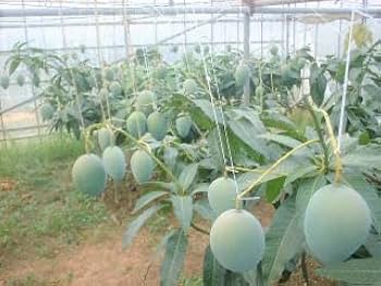 Amazon.co.jp: 訳ありキーツマンゴー3kg（2～6個） 沖縄県産