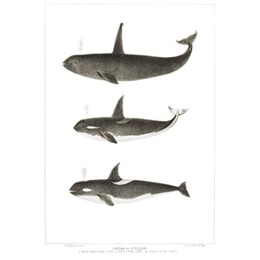 Wee Blue Coo Orca Killer Whales Unframed Art Print Poster Wall Decor 12x16 inch