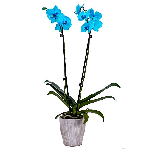 Decoblooms Living Aqua Orchid Plant - 5 Inch Blooms - Fresh Flowering Home Décor #TOP3