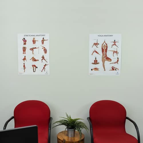 Image of Anatomy Lab Stretching and Yoga Anatomy Poster Set | 2 PACK LAMINATED, Anatomy and Physiology Poster, 17.3 x 22.5 Inches, Human Anatomy Poster