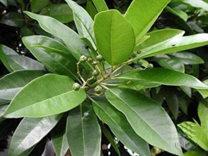 See full amazon price history chart for Healthy Vibe Exquisite Kapur Plant - A Verdant Addition to Your Green Oasis Cinnamomum camphora, Kapur - Plant Healthy Vibe Exquisite Kapur Plant - A Verdant Addition to Your Green Oasis Cinnamomum camphora, Kapur - Plant (B0CKBLJ53X) Amazon Price History, Amazon Price Tracker