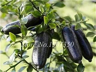 Kalash New 100 Pcs Finger Lime Pomegranate Fruit Seeds for Gardening Black