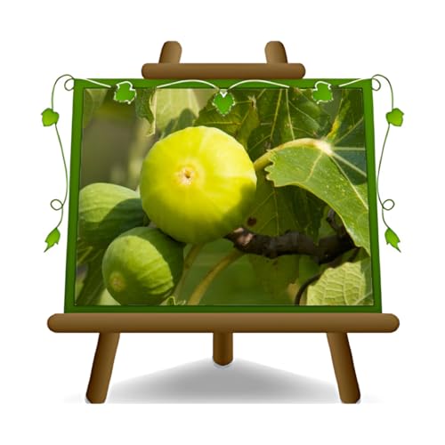 EURO PLANTS VIVAI Figuier Panino plante fruitière en pot 24/26 cm Hauteur maximale 180 cm - Âge 4 ans