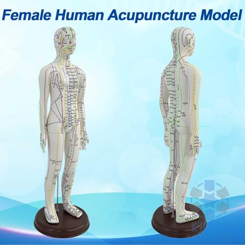 KDJFS 1/3 Life Size Human Acupuncture Model, 21'' Human Acupuncture Point Mannequin with Acupuncture Point Location Instructions Used for Needle Insertion Practice