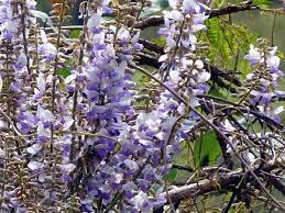 Where To Purchase Pueraria