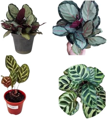 Muda Maranta Saturno Calathea Picturata Maranta Pavão Raras