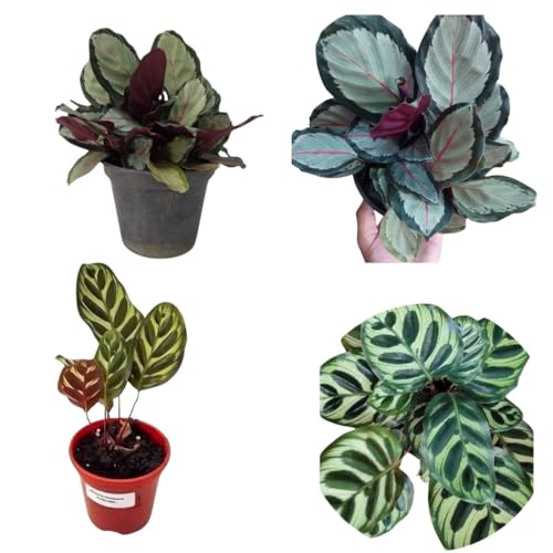 Muda Maranta Saturno Calathea Picturata Maranta Pavão Raras
