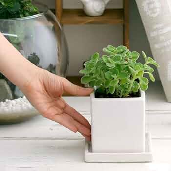 Amazon.co.jp: （観葉植物）アロマティカス 陶器鉢植え ダイスM